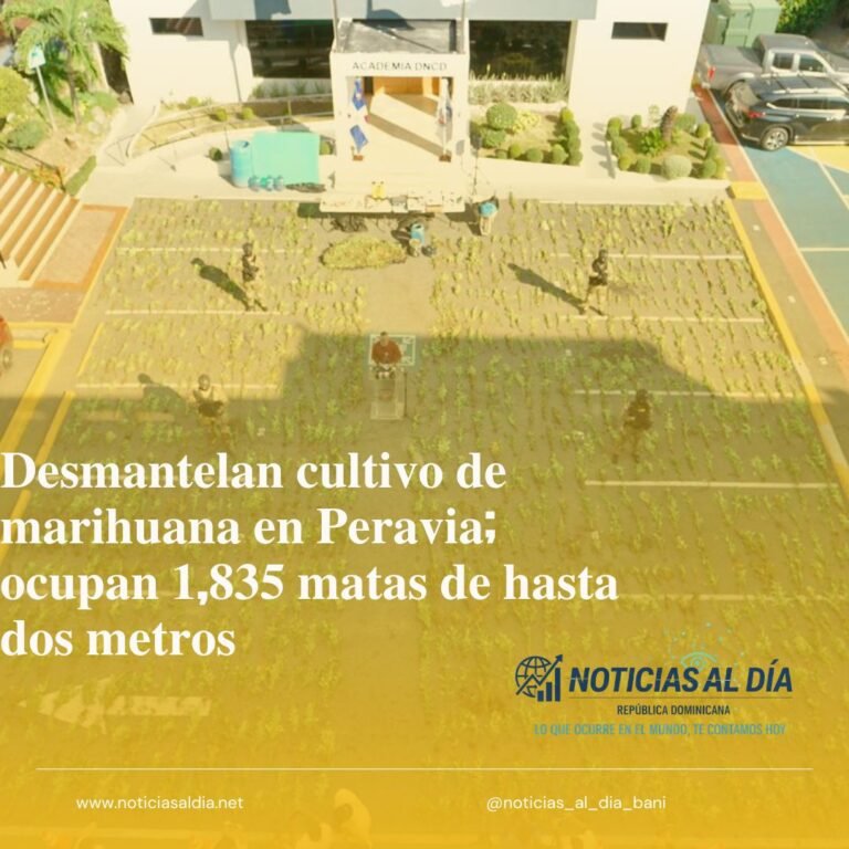 𝐃𝐞𝐬𝐦𝐚𝐧𝐭𝐞𝐥𝐚𝐧 𝐜𝐮𝐥𝐭𝐢𝐯𝐨 𝐝𝐞 𝐦𝐚𝐫𝐢𝐡𝐮𝐚𝐧𝐚 𝐞𝐧 𝐏𝐞𝐫𝐚𝐯𝐢𝐚; 𝐨𝐜𝐮𝐩𝐚𝐧 𝟏,𝟖𝟑𝟓 𝐦𝐚𝐭𝐚𝐬 𝐝𝐞 𝐡𝐚𝐬𝐭𝐚 𝐝𝐨𝐬 𝐦𝐞𝐭𝐫𝐨𝐬